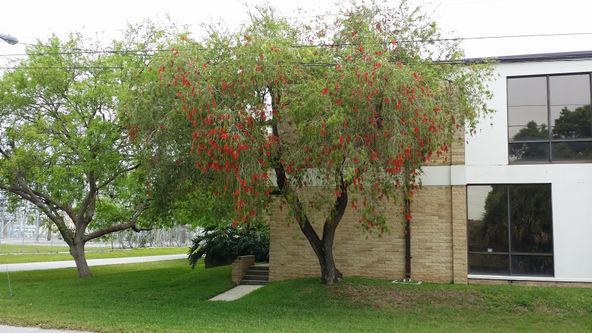 3514 W Arch St, Tampa, FL 33607